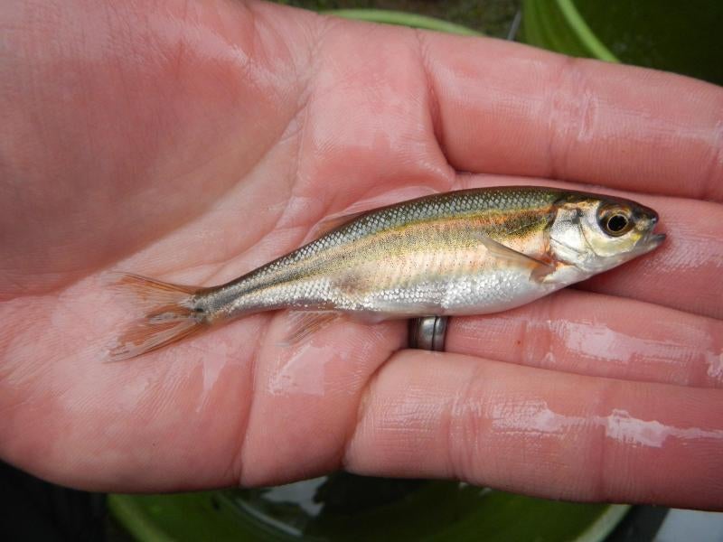 Wa state forage fish/minnow species